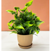 dekorly 6 packs fake plants small, mini artificial plants indoor for home farmhouse bathroom shelf décor (height : 17cm, chocolate) plastic